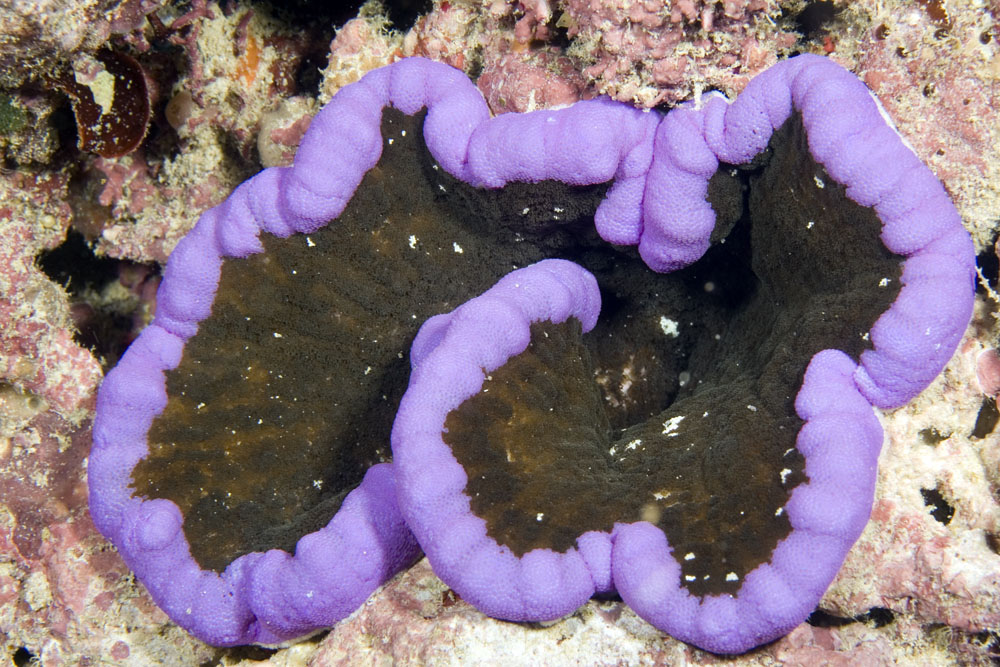 Представитель Семейства Thalassianthidae